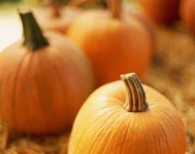 pumpkinbeer.reviews pumpkinbeer.reviews