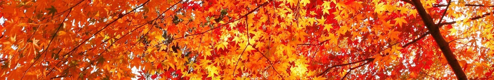 autumn-leaves-header.jpeg autumn-leaves-header.jpeg
